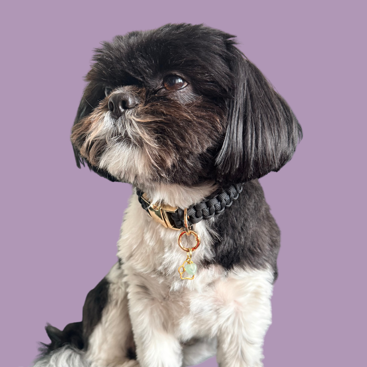 Crystal for dogs pet collar charm featuring a 10mm green aventurine heart shaped bead and a brass gold coloured paw print tag. A stone for comfort, healing and optimism. Pictured being modelled by Bonnie.