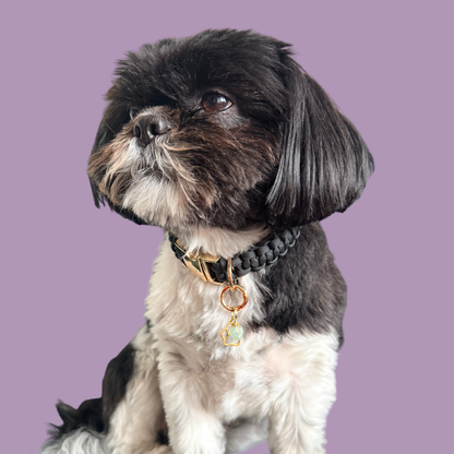 Crystal for dogs pet collar charm featuring a 10mm green aventurine heart shaped bead and a brass gold coloured paw print tag. A stone for comfort, healing and optimism. Pictured being modelled by Bonnie.