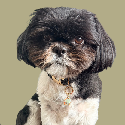 Crystal for dogs pet collar charm featuring a 10mm green aventurine heart shaped bead and a brass gold coloured paw print tag. A stone for comfort, healing and optimism. Pictured being worn by Bonnie.