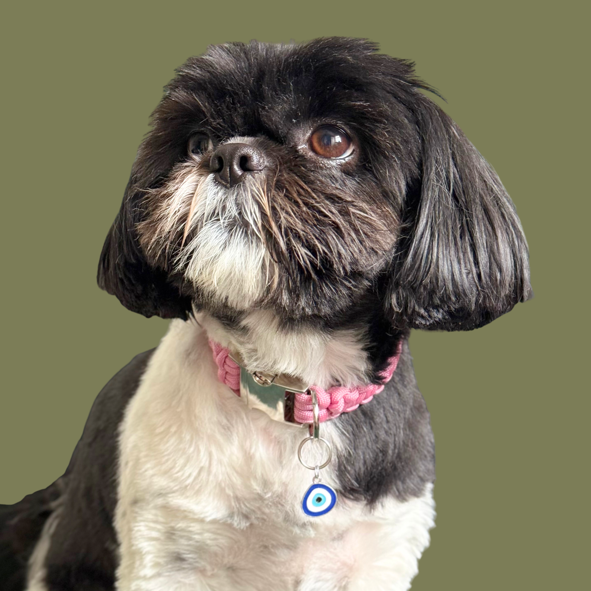 Silver plated blue turkish evil eye dog collar charm, for protection, security and grounding, 35mm easy to attach to pet collars. Picture shows the tag attached to a pink paracord dog collar, being modelled by Bonnie.
