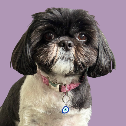 Silver plated blue turkish evil eye dog collar charm, for protection, security and grounding, 35mm easy to attach to pet collars. Picture shows Bonnie wearing the charm, attached to her pink paracord dog collar.
