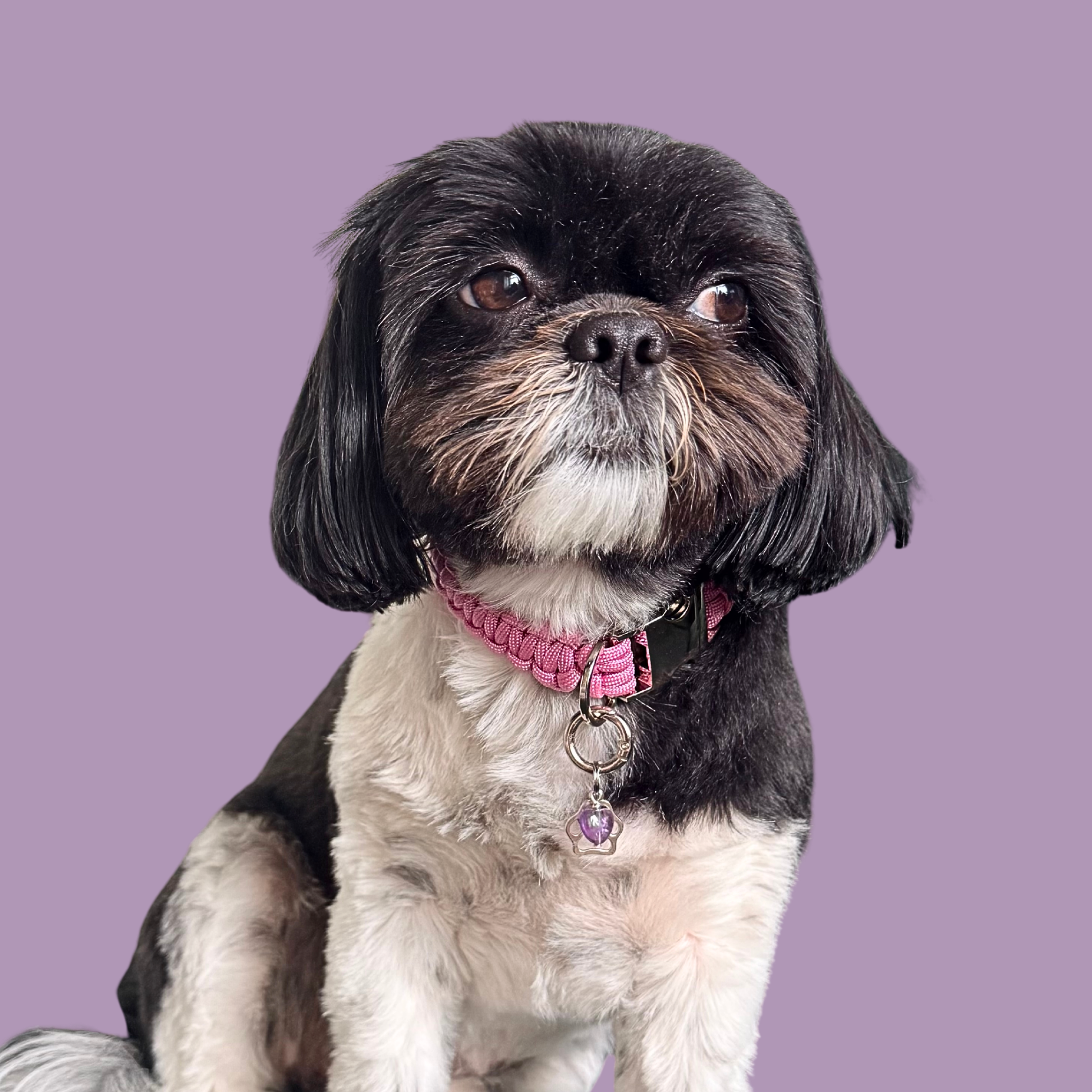 Crystal for dogs pet collar charm featuring a 10mm purple amethyst heart shaped bead and a brass silver coloured paw print tag. Pictured being modelled by Bonnie.