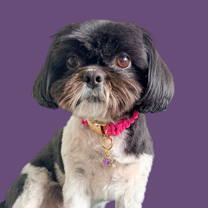 Crystal for dogs pet collar charm featuring a 10mm purple amethyst heart shaped bead and a brass gold coloured paw print tag. Pictured being worn by Bonnie.