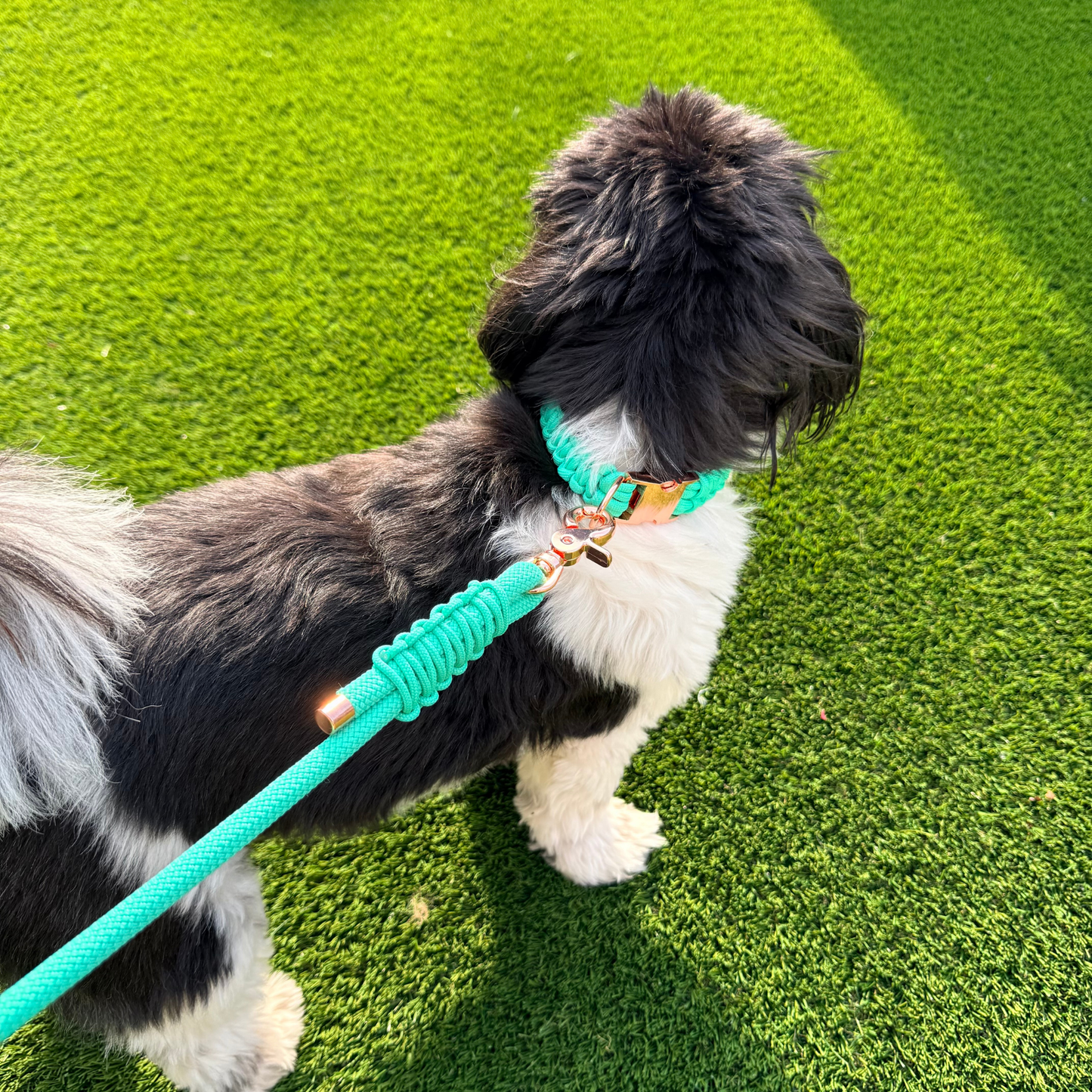 Custom made mint green nylon rope dog lead with choice of metal hardware. Four lengths available. Easy strong grip handle. Picture shows Bonnie wearing the lead attached to her matching paracord collar.