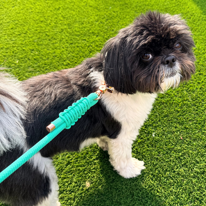 A small black and white dog standing on bright green artificial grass, wearing a mint green rope dog leash with a rose gold-toned metal tip and collar.