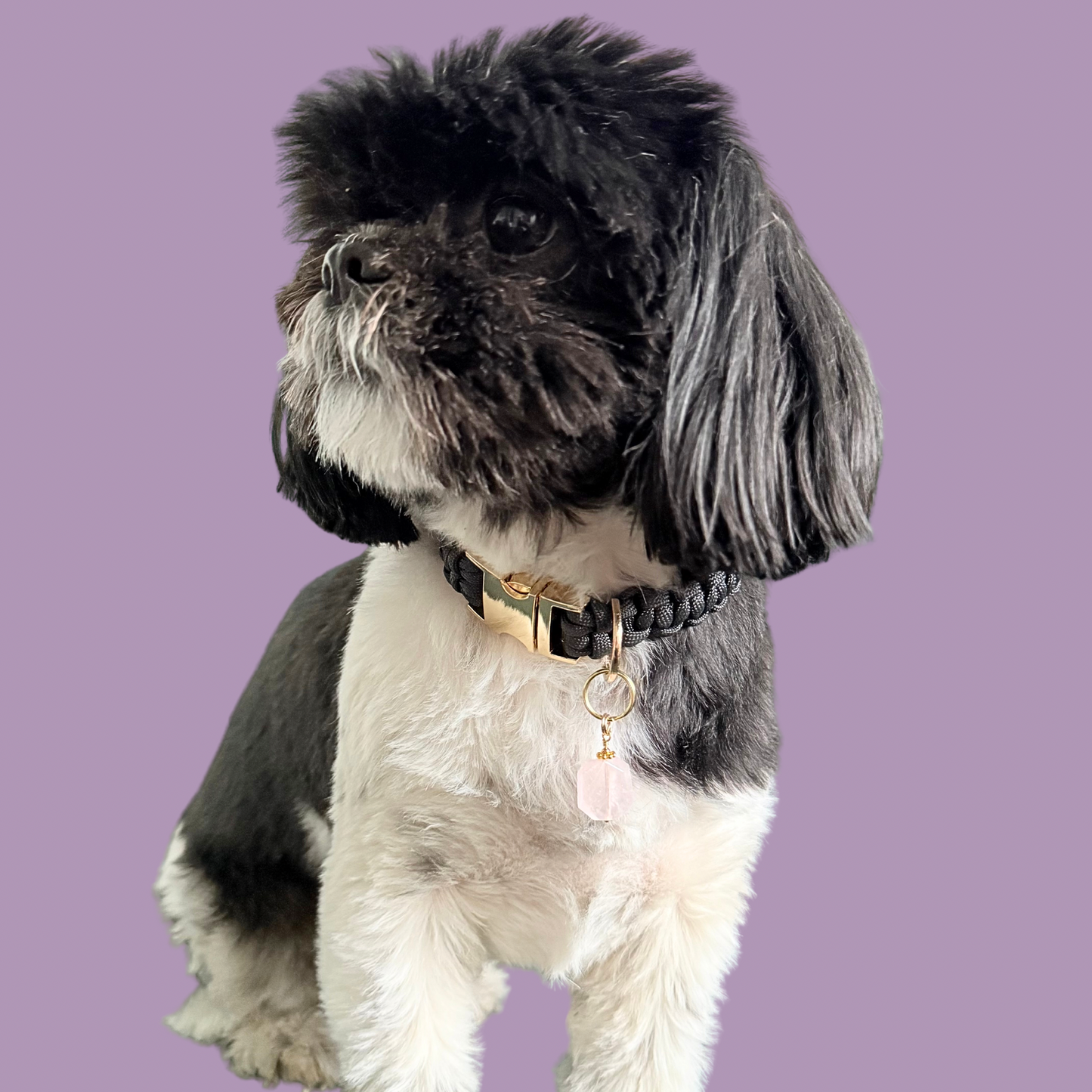 Handmade dog collar charm featuring a 17mm pink rose quartz natural gemstone faceted square crystal bead. Hung on a gold plated brass split ring with a daisy gold spacer bead that attaches onto your pet collar. Rose quartz can help pets with love, comfort and calming. Pictured being modelled by Bonnie.