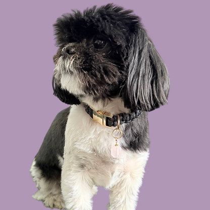 Handmade dog collar charm featuring a 17mm pink rose quartz natural gemstone faceted square crystal bead. Hung on a gold plated brass split ring with a daisy gold spacer bead that attaches onto your pet collar. Rose quartz can help pets with love, comfort and calming. Pictured being modelled by Bonnie.