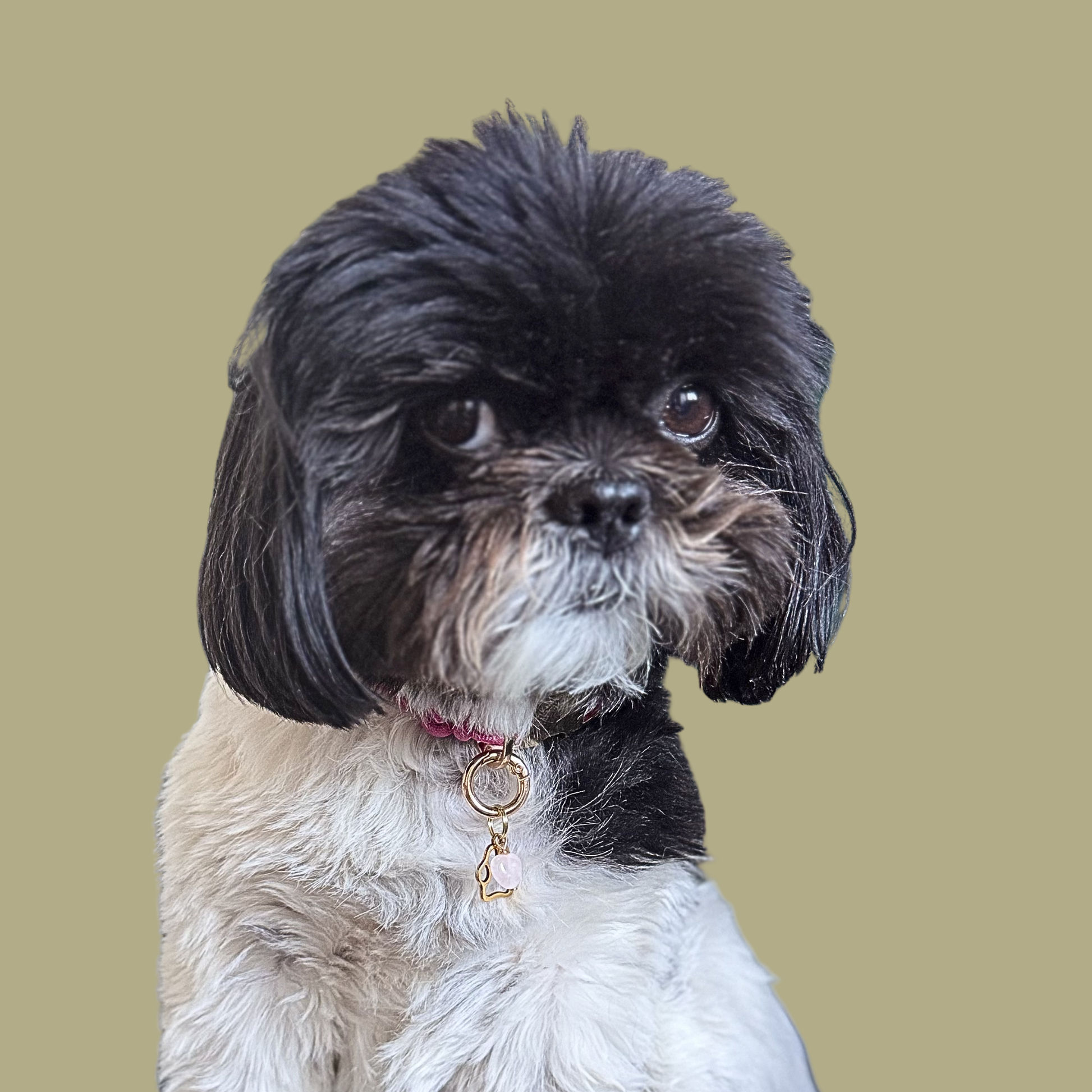 Crystal for dogs pet collar charm featuring a 10mm rose quartz heart shaped bead and a brass gold coloured paw print tag. A stone for love, calm and comfort. Pictured being modelled by Bonnie.