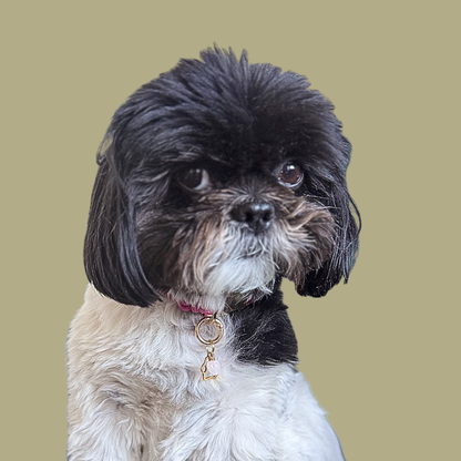 Crystal for dogs pet collar charm featuring a 10mm rose quartz heart shaped bead and a brass gold coloured paw print tag. A stone for love, calm and comfort. Pictured being modelled by Bonnie.