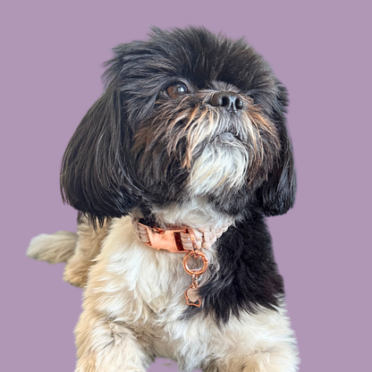 Crystal for dogs pet collar charm featuring a 10mm rose quartz heart shaped bead and a brass rose gold coloured paw print tag. A stone for love, calm and comfort. Pictured being modelled by Bonnie.
