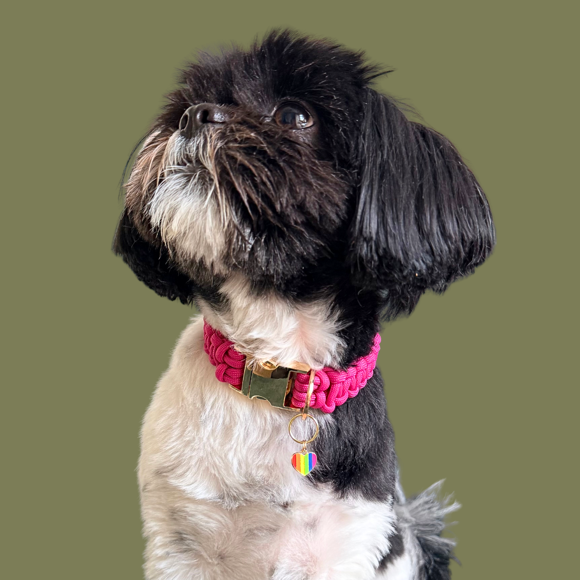 Rainbow striped heart shaped dog collar charm made with an enamel charm and a gold plated brass split ring. Pictured being worn by Bonnie.