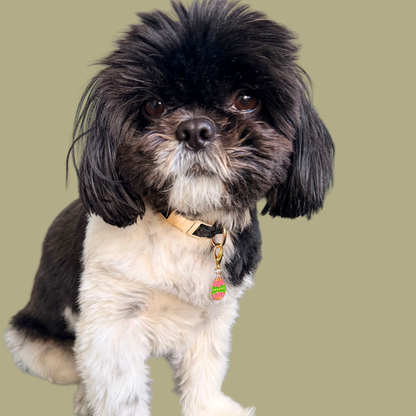 Colourful pink and green patterned Easter egg enamel dog collar charm that easily attaches to collars and harnesses with a gold plated lobster clasp. Pictured being modelled by Bonnie.￼