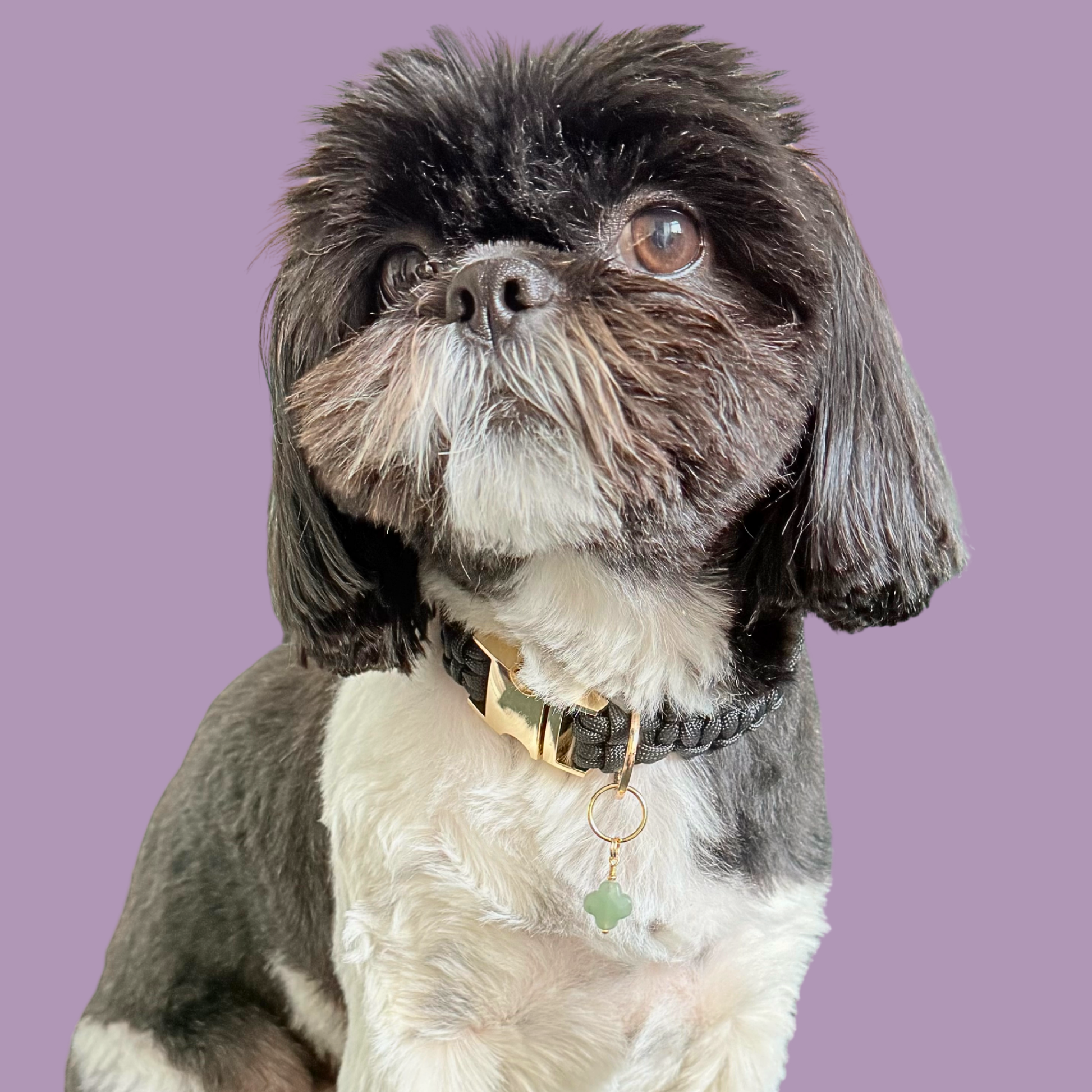 Green aventurine four leaf clover shaped crystal dog collar charm. Crystals for dogs, gemstone for optimism, healing and comfort. Pictured being modelled by Bonnie. 