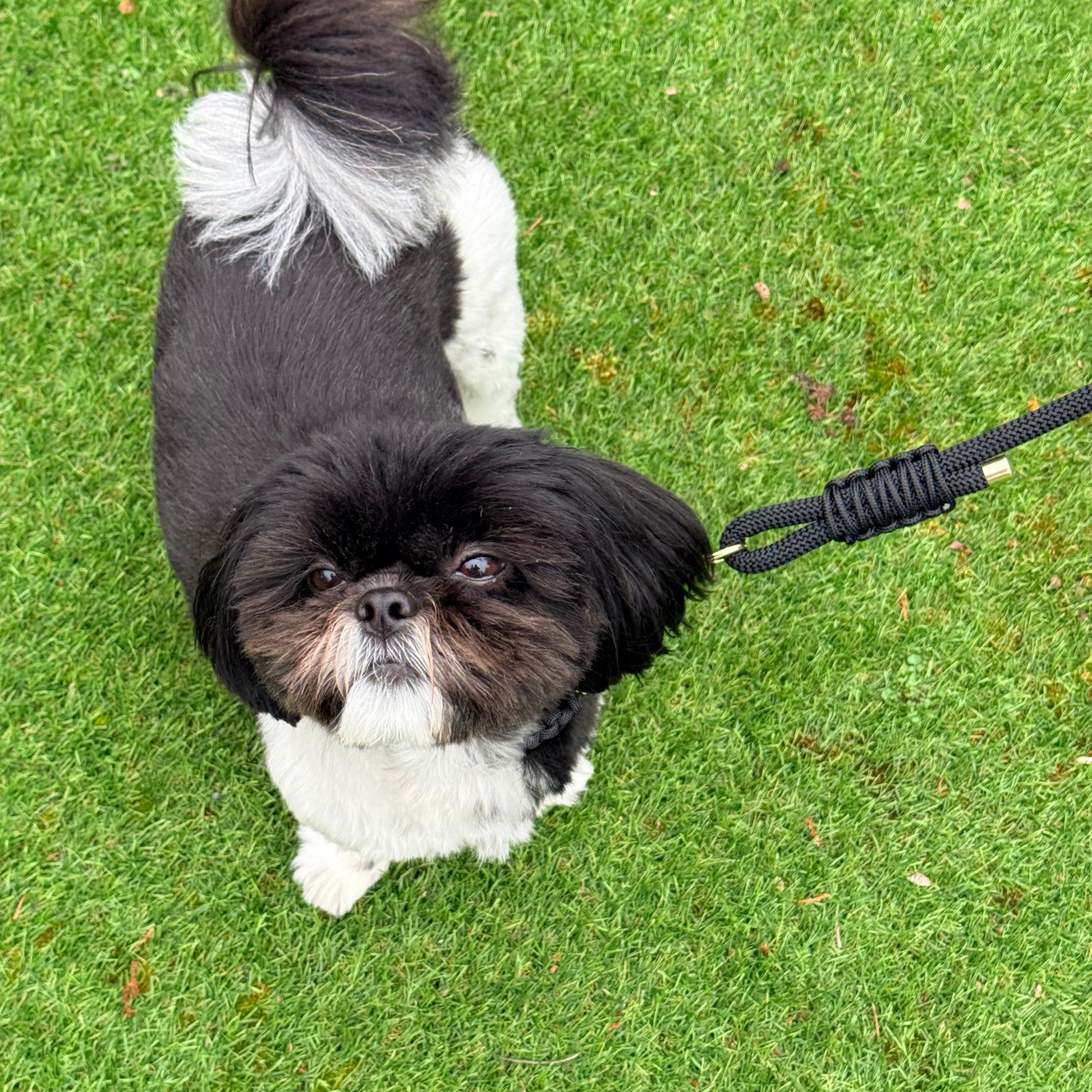 Custom made black nylon rope dog lead with choice of metal hardware. Four lengths available. Easy strong grip handle. Picture shows Bonnie modelling this.