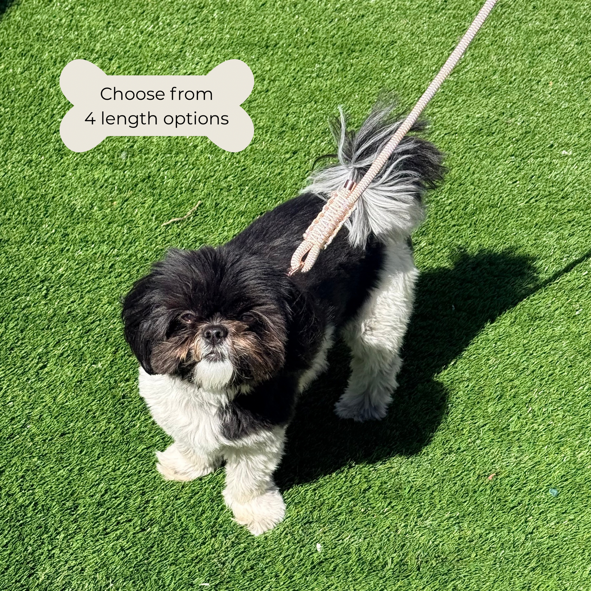 Custom made ‘pearl rose’ beige/champagne coloured nylon rope dog lead with choice of metal hardware. Four lengths available. Easy strong grip handle. Pictured being worn by Bonnie, in the garden.