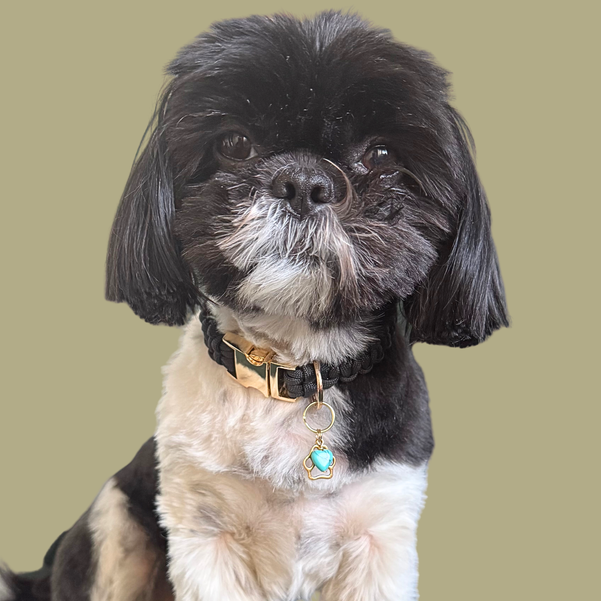 Crystal for dogs pet collar charm featuring a 10mm turquoise blue howlite heart shaped bead and a brass gold coloured paw print tag. Pictured being modelled by Bonnie.