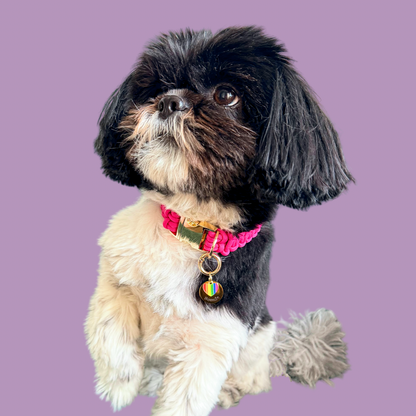 Gold brass rainbow striped heart dog collar ID tag, Enamel charm with dog name and address details. easily clips onto collar or harness. Pictured being modelled by Bonnie.