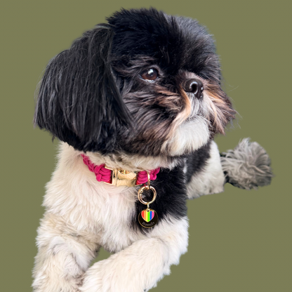 Gold brass rainbow striped heart dog collar ID tag, Enamel charm with dog name and address details. easily clips onto collar or harness. pictured being worn by Bonnie.