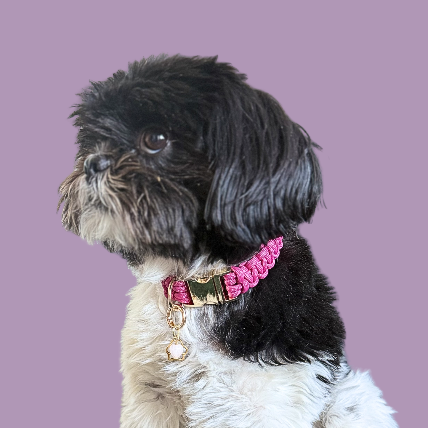 Crystal for dogs pet collar charm featuring a 10mm rose quartz heart shaped bead and a brass gold coloured paw print tag. A stone for love, calm and comfort. Pictured being worn by Bonnie.