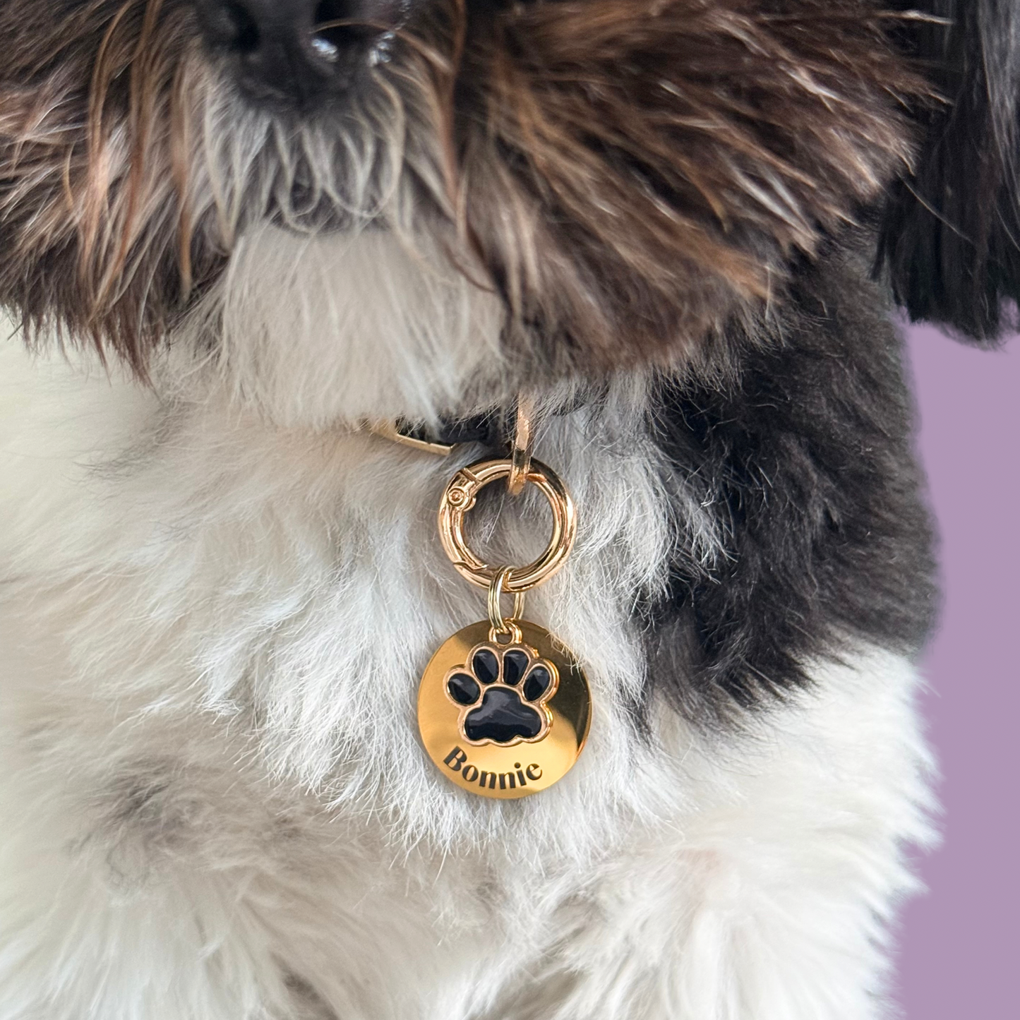 Black and Gold Paw Print Dog Collar Charm & ID Tag With Name or ‘I’m Chipped’