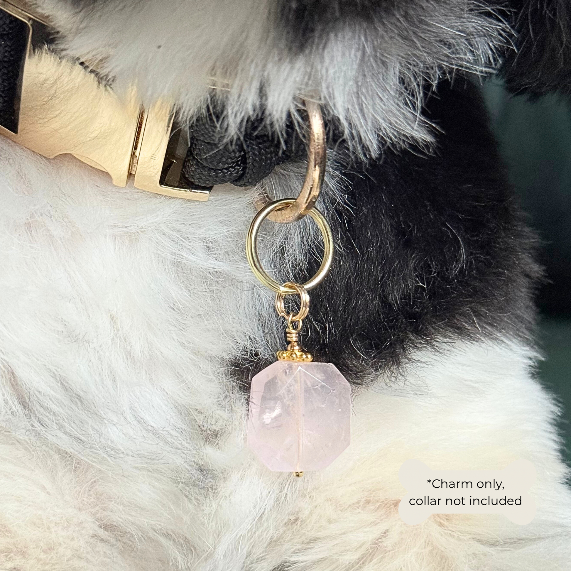 Handmade dog collar charm featuring a 17mm pink rose quartz natural gemstone faceted square crystal bead. Hung on a gold plated brass split ring with a daisy gold spacer bead that attaches onto your pet collar. Rose quartz can help pets with love, comfort and calming. Close up picture being worn by Bonnie.