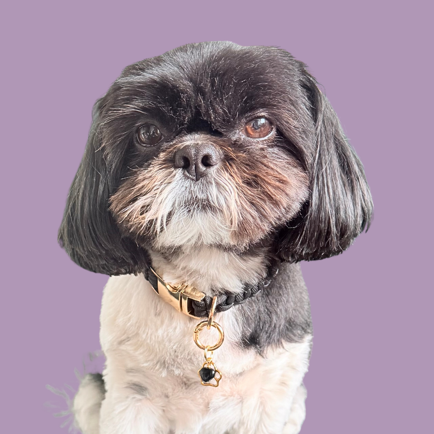 Crystal for dogs pet collar charm featuring a 10mm black onyx heart shaped bead and a brass gold coloured paw print tag. A stone for protection, strength and stability. Pictured being worn by Bonnie 