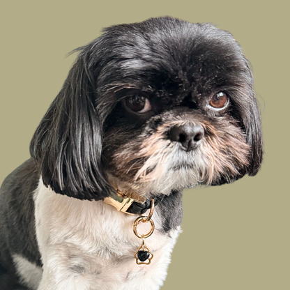 Crystal for dogs pet collar charm featuring a 10mm black onyx heart shaped bead and a brass gold coloured paw print tag. A stone for protection, strength and stability. Pictured being modelled by Bonnie 